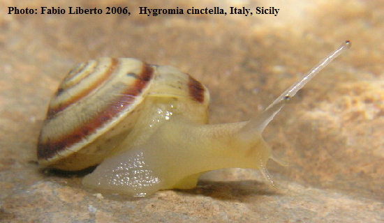 Hygromia (Hygromia) cinctella -Cugnoli (PE)